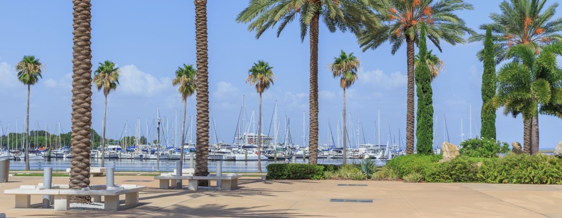 a group of palm trees next to a body of water